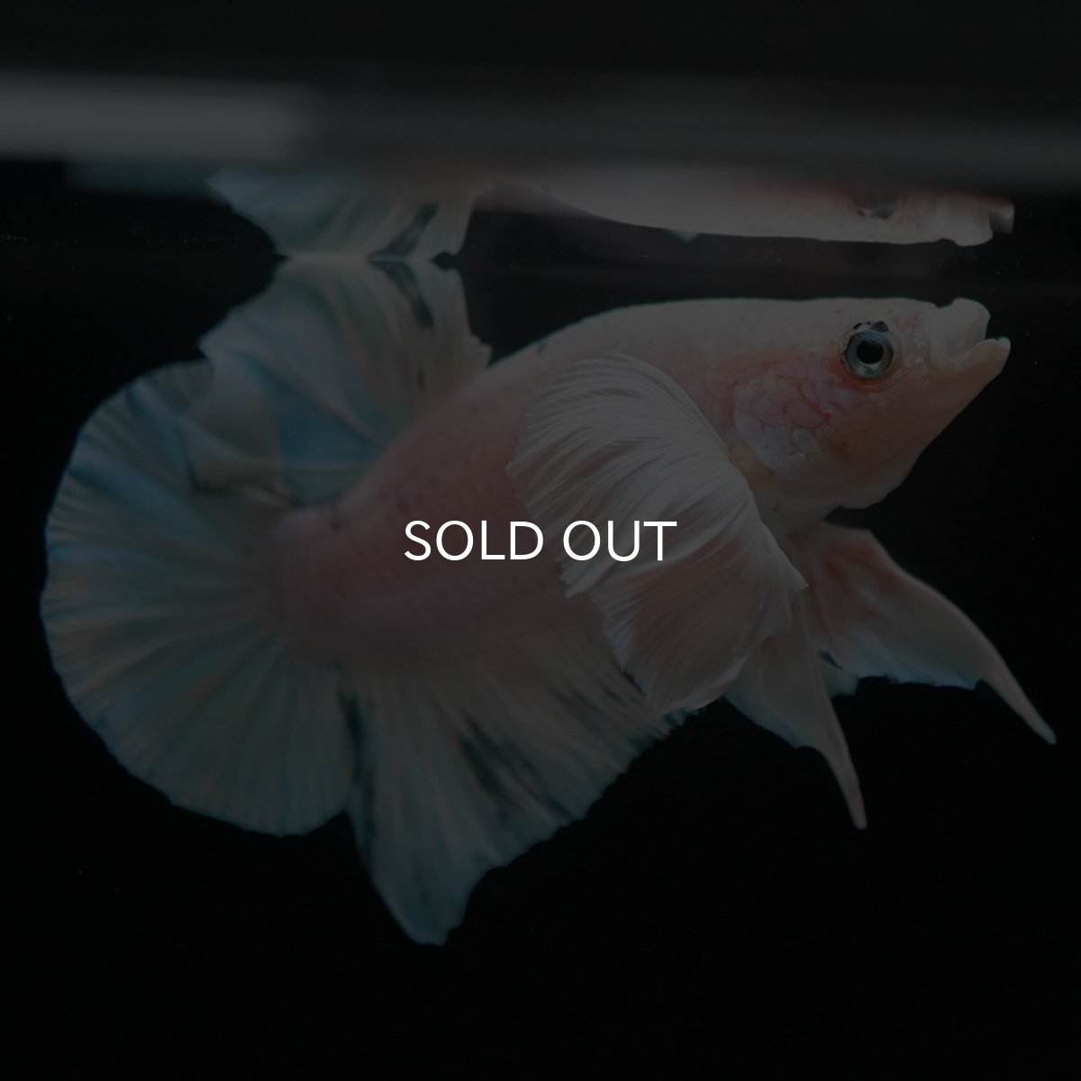 画像2: HMPKダンボ　ホワイトブルーマーブル (2)