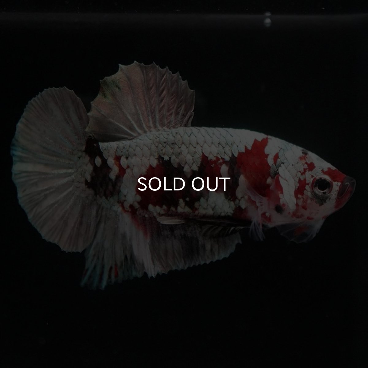 画像6: HMPK　鯉カッパー (6)