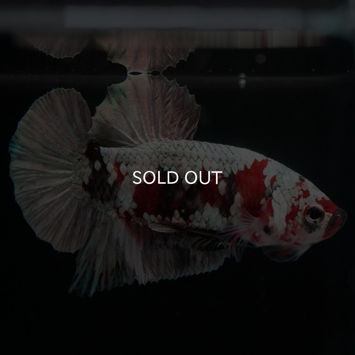 画像4: HMPK　鯉カッパー (4)