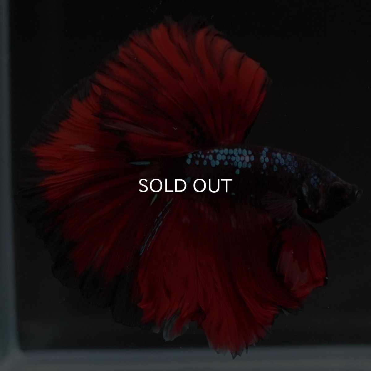 画像4: HM　ブラックキャンディ (4)