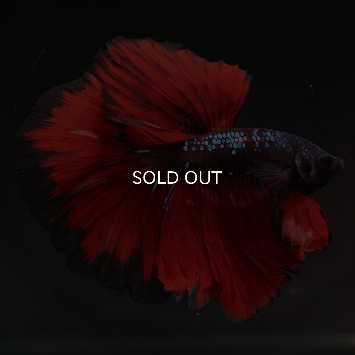 画像7: HM　ブラックキャンディ (7)