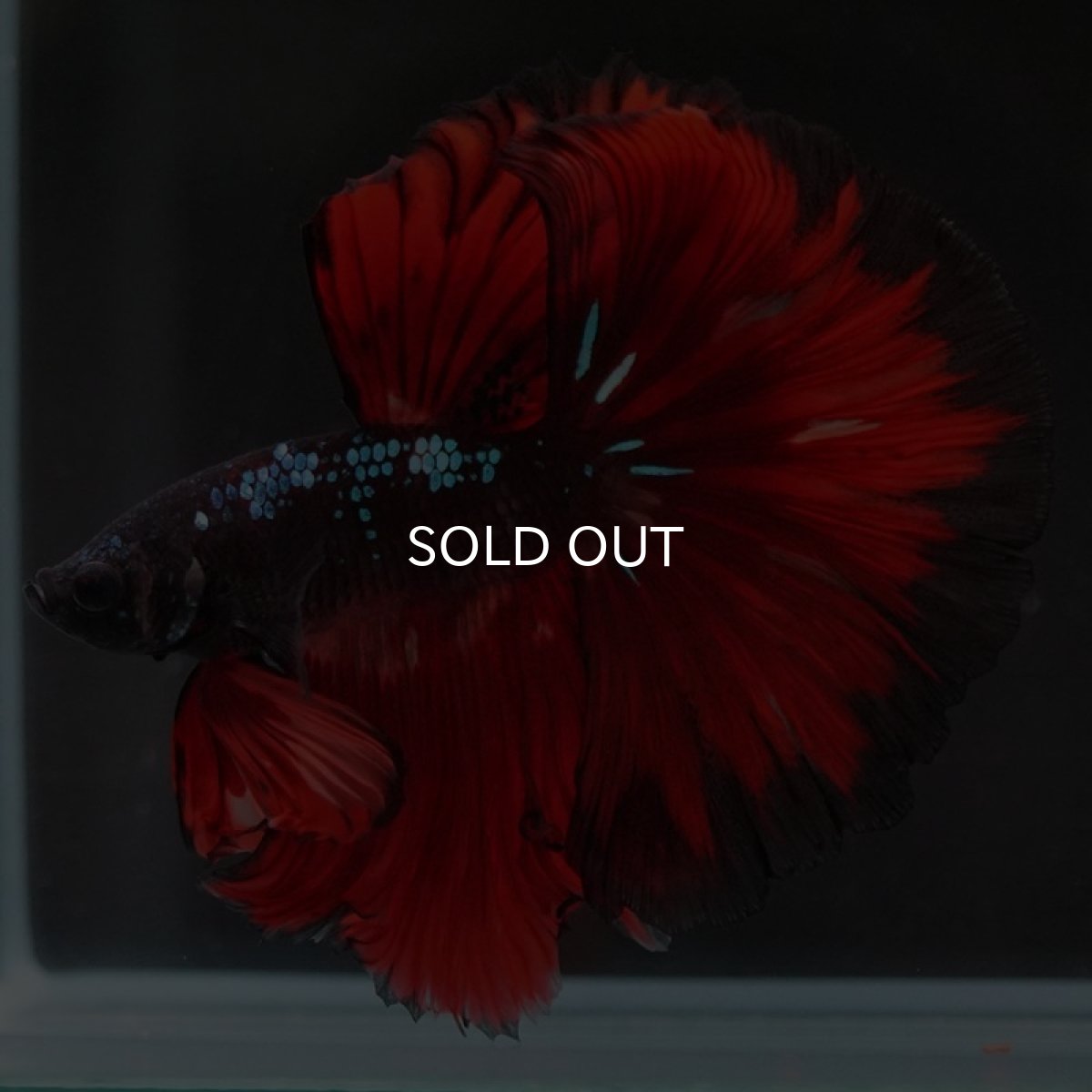 画像10: HM　ブラックキャンディ (10)