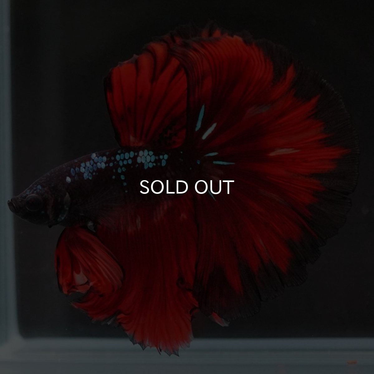 画像6: HM　ブラックキャンディ (6)