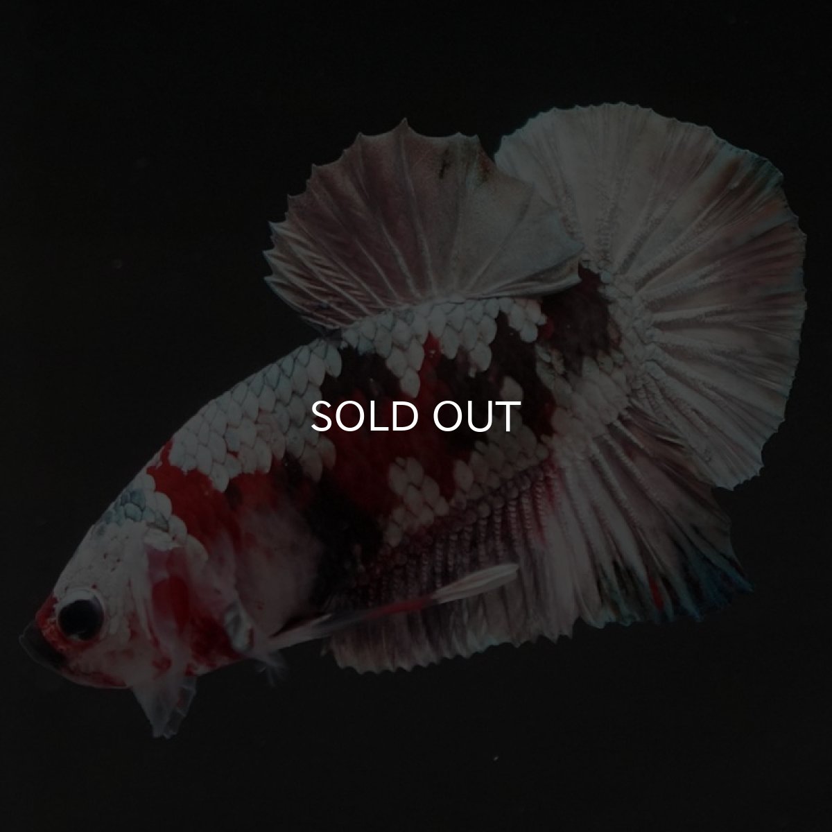 画像7: HMPK　鯉カッパー (7)