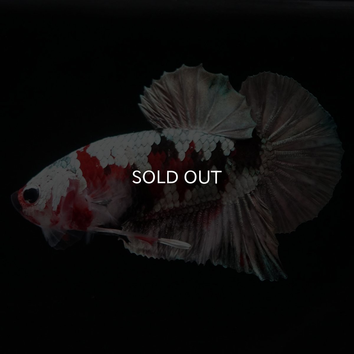 画像5: HMPK　鯉カッパー (5)