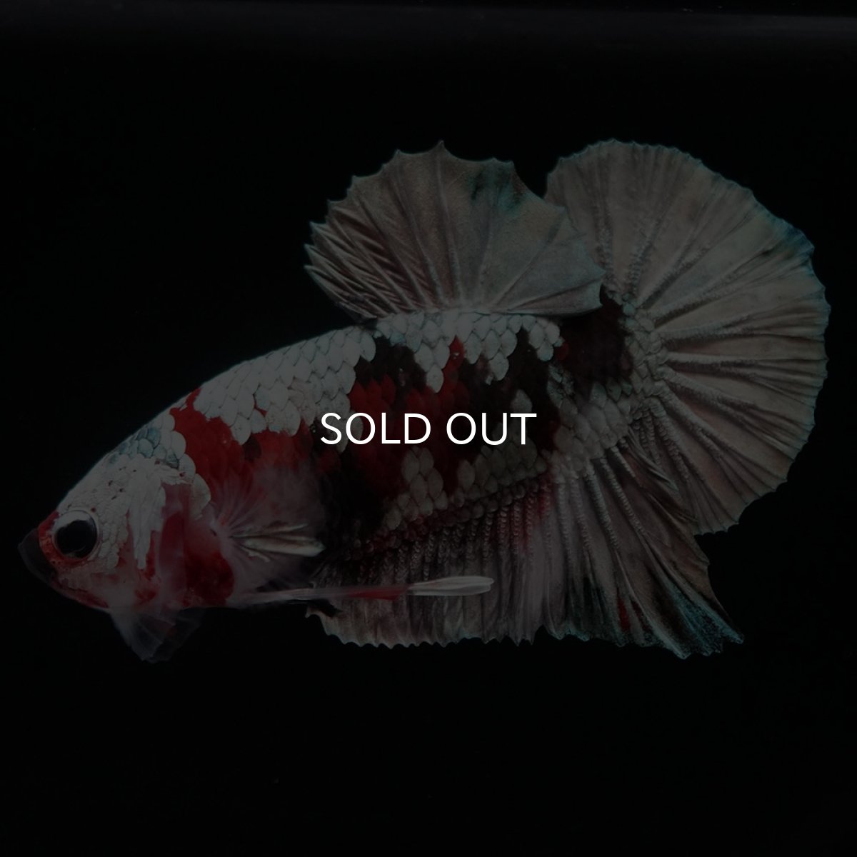 画像3: HMPK　鯉カッパー (3)