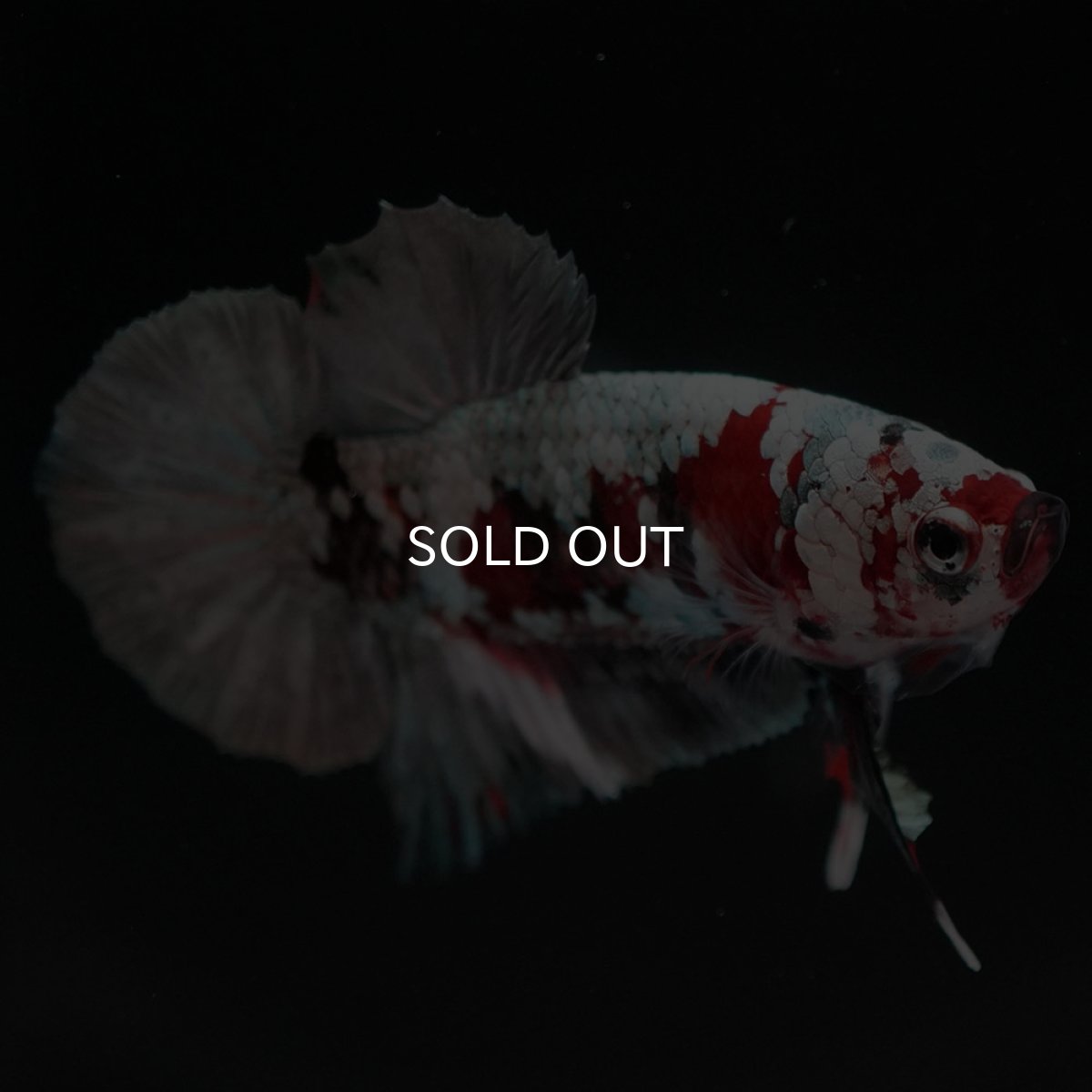 画像2: HMPK　鯉カッパー (2)