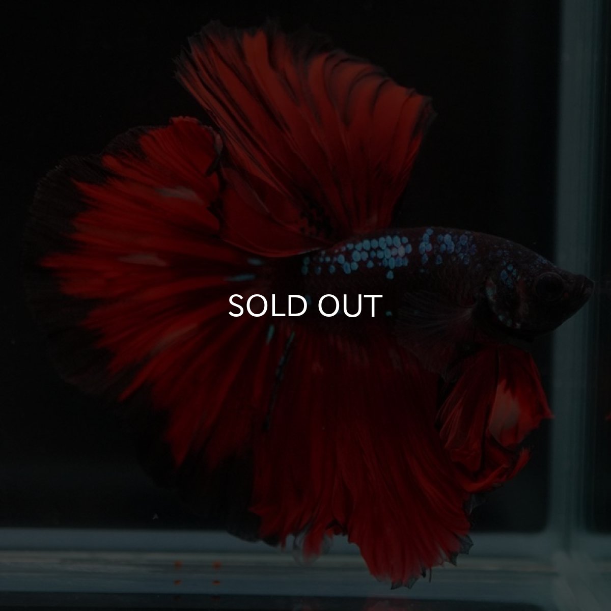 画像9: HM　ブラックキャンディ (9)