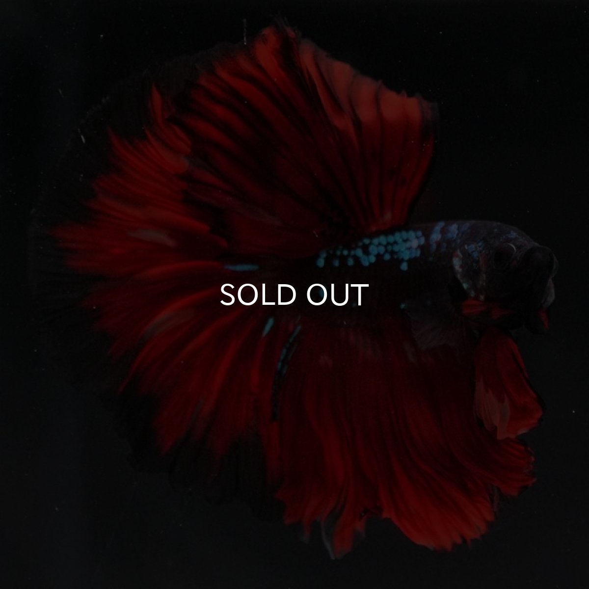 画像8: HM　ブラックキャンディ (8)