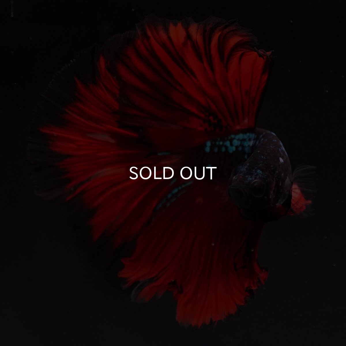 画像5: HM　ブラックキャンディ (5)