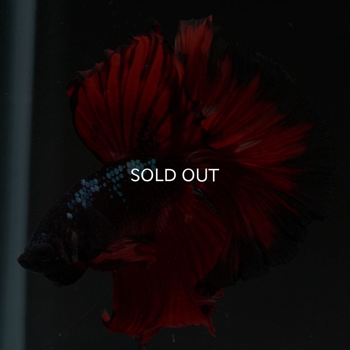 画像3: HM　ブラックキャンディ (3)