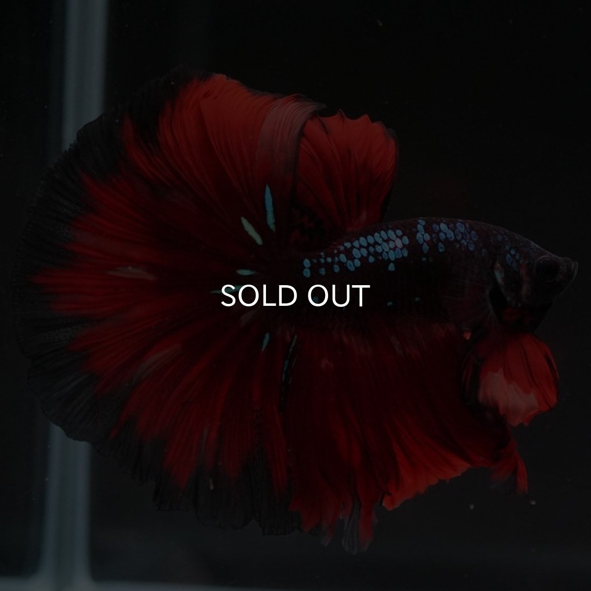 画像2: HM　ブラックキャンディ (2)