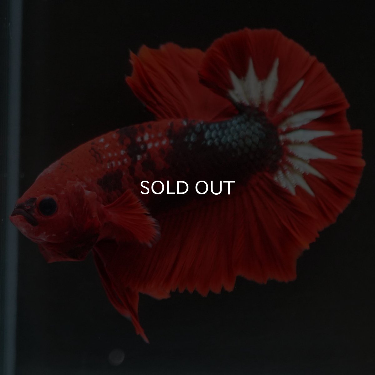 画像3: HMPK　ヘルボーイ (3)