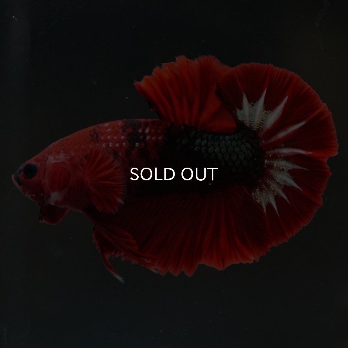 画像8: HMPK　ヘルボーイ (8)