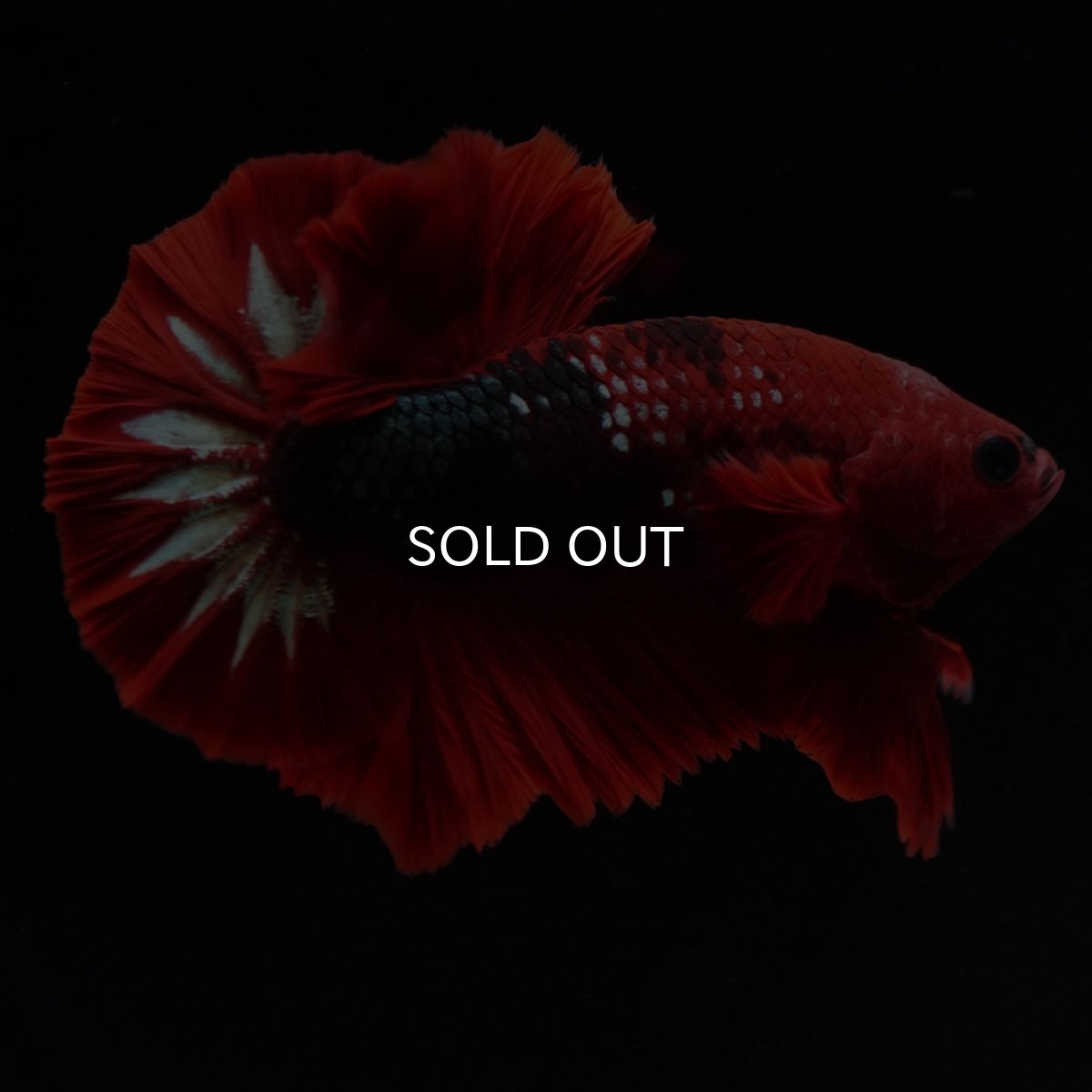 画像7: HMPK　ヘルボーイ (7)