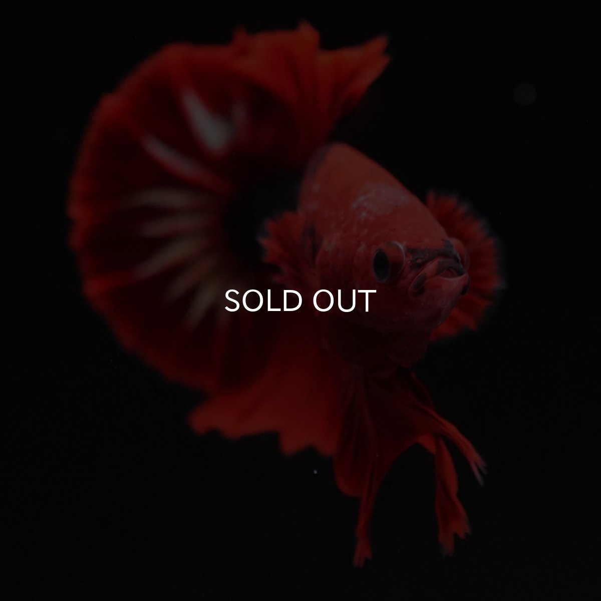 画像5: HMPK　ヘルボーイ (5)