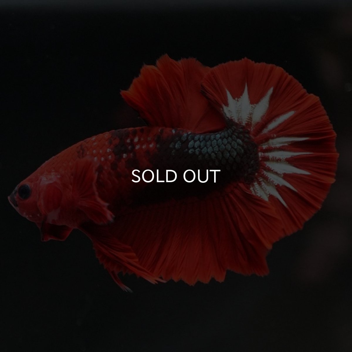 画像6: HMPK　ヘルボーイ (6)