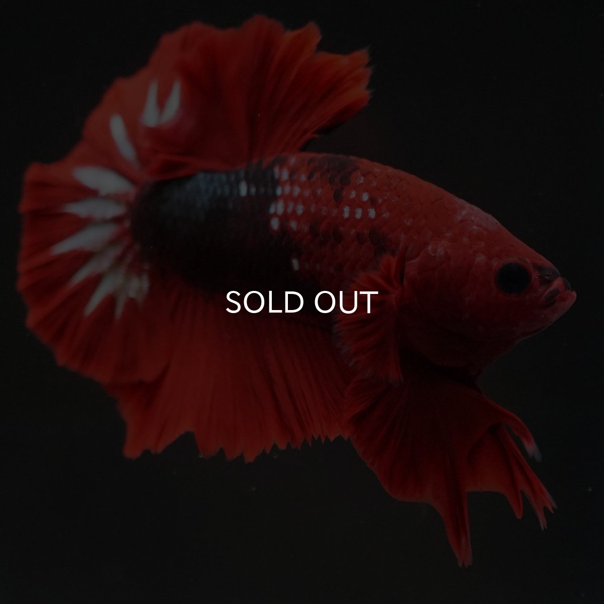 画像2: HMPK　ヘルボーイ (2)