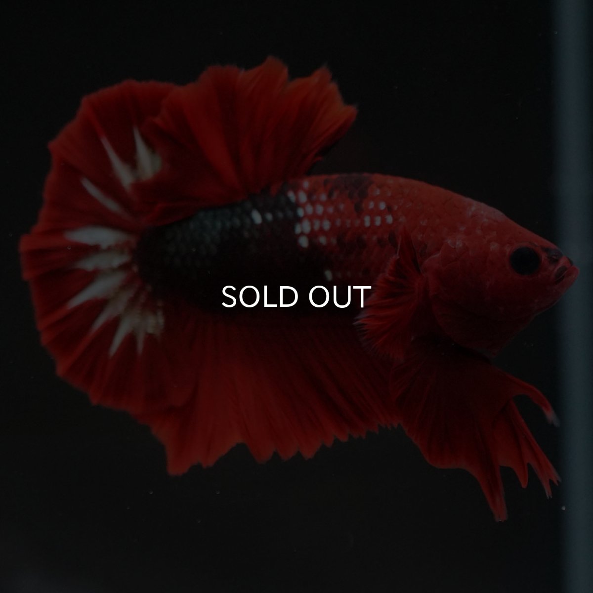 画像4: HMPK　ヘルボーイ (4)