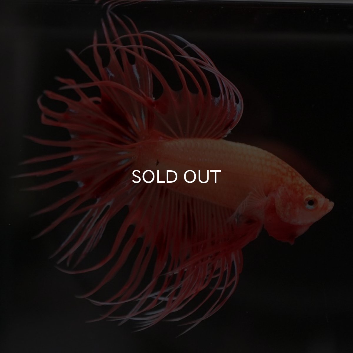 画像2: CT アルマゲドン (2)