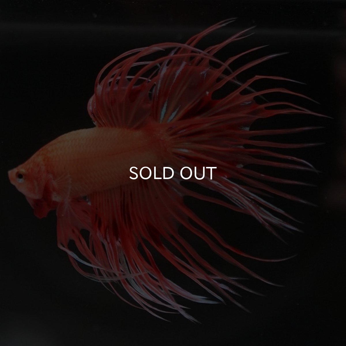 画像4: CT アルマゲドン (4)