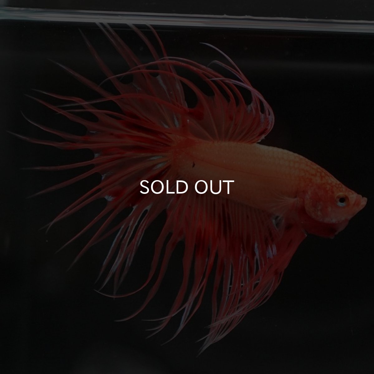 画像3: CT アルマゲドン (3)