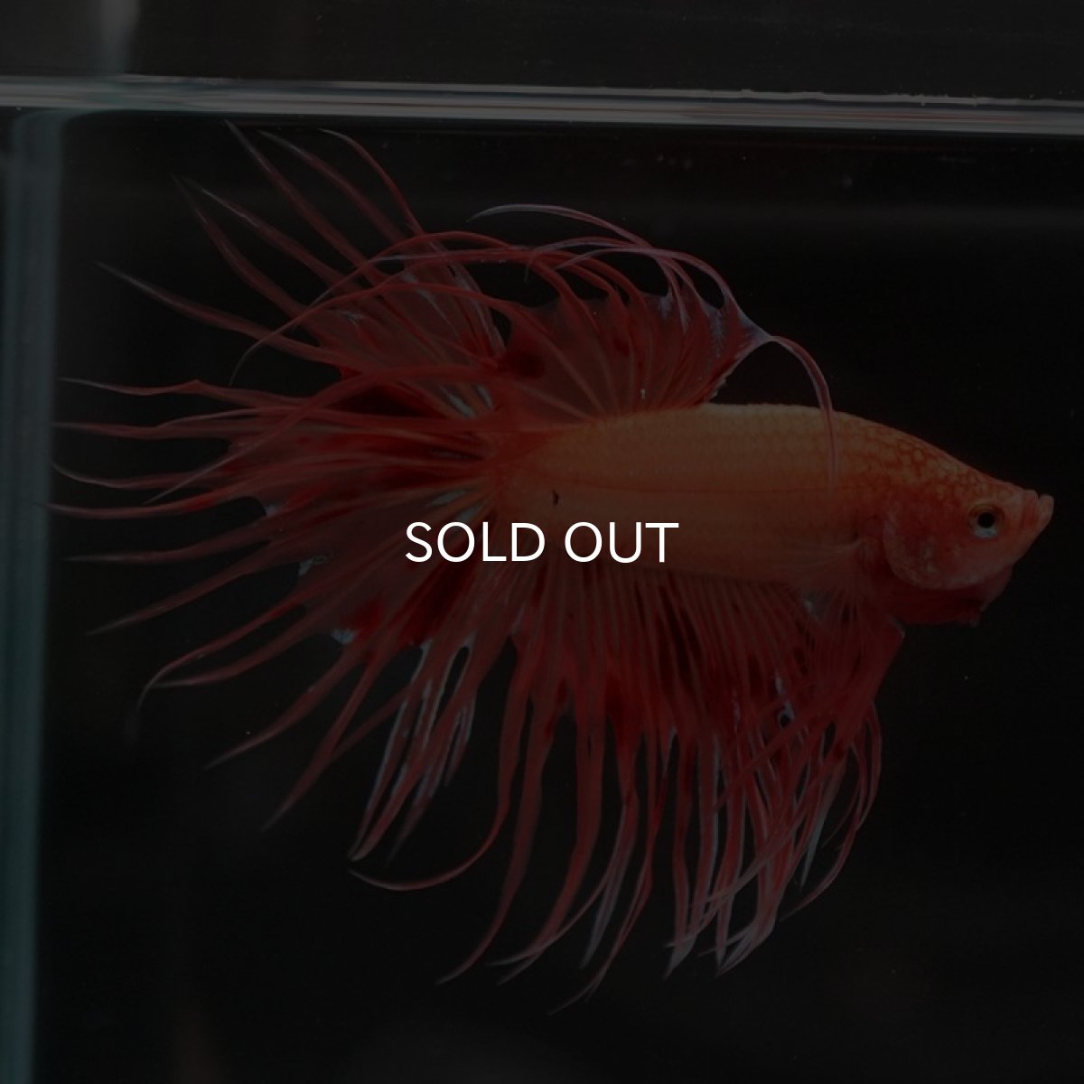 画像6: CT アルマゲドン (6)