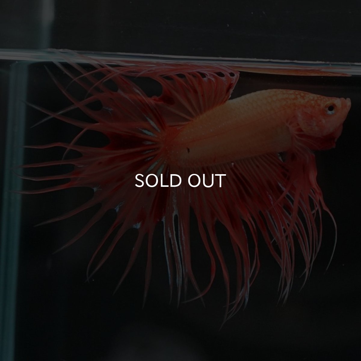 画像5: CT アルマゲドン (5)