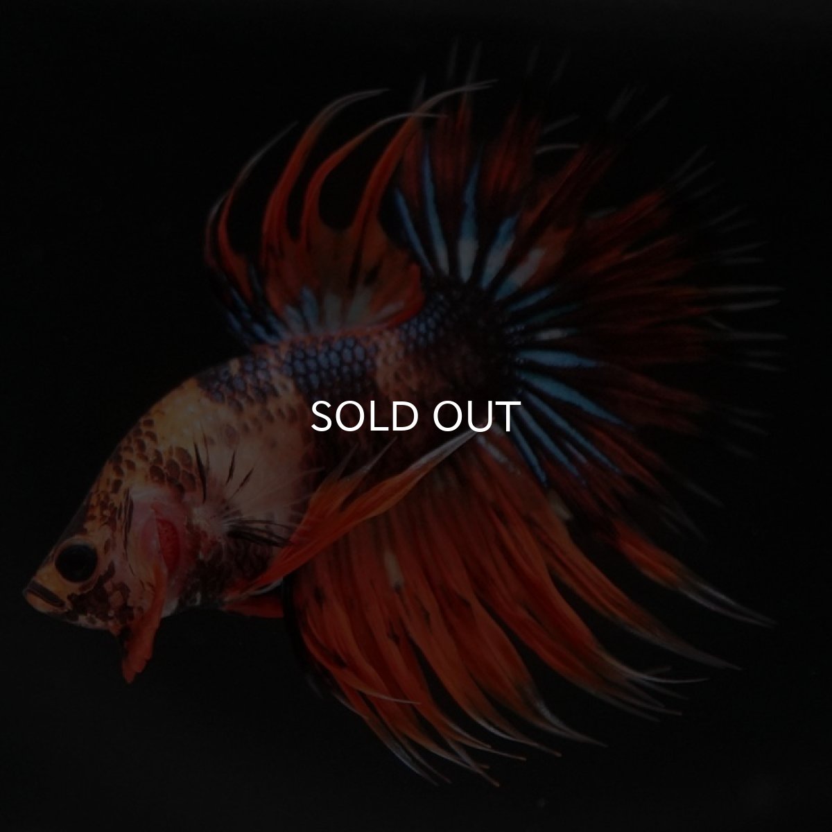 画像6: CT オレンジファンシー (6)