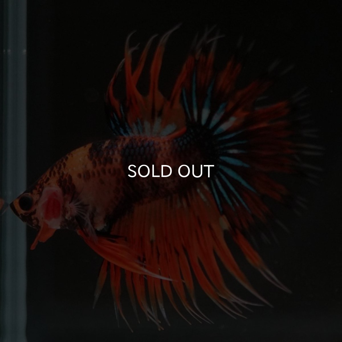 画像4: CT オレンジファンシー (4)