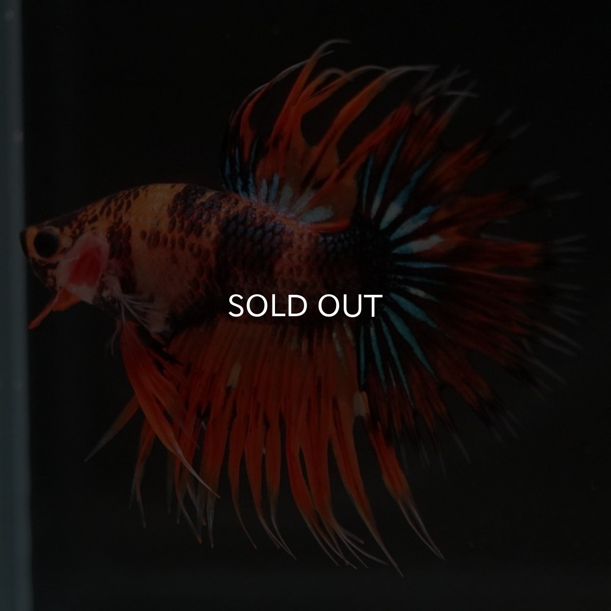 画像3: CT オレンジファンシー (3)