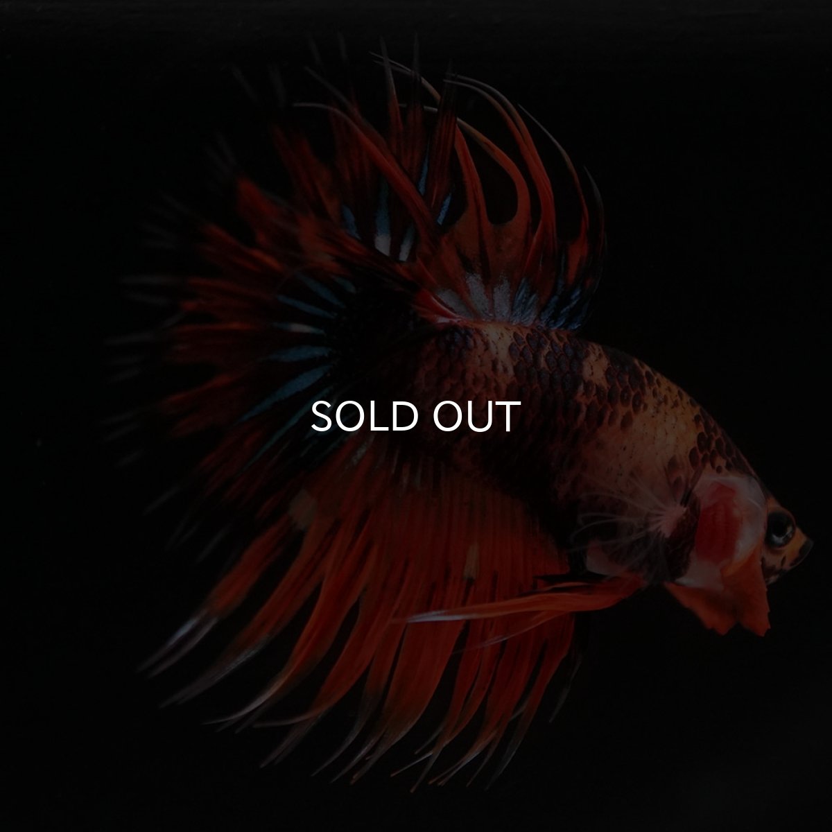 画像2: CT オレンジファンシー (2)