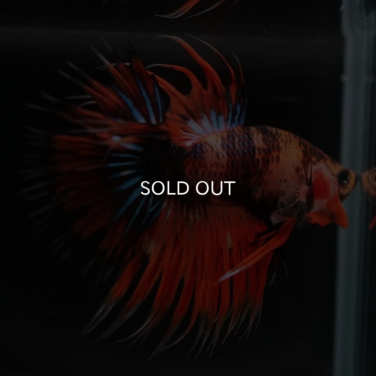 画像5: CT オレンジファンシー (5)