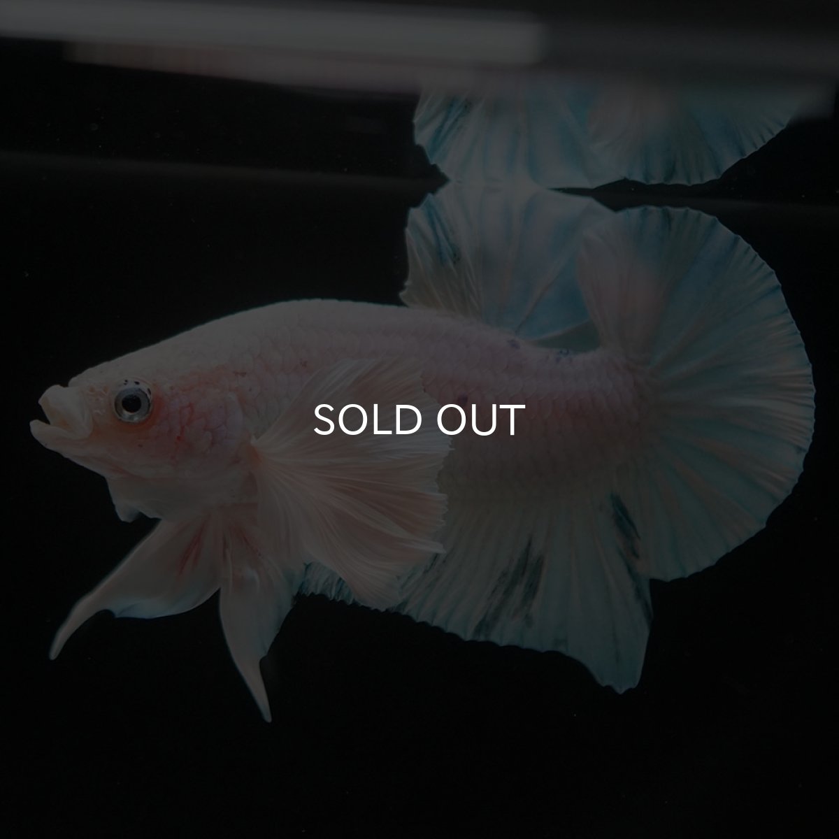 画像4: HMPKダンボ　ホワイトブルーマーブル (4)