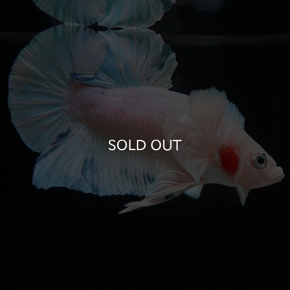 画像5: HMPKダンボ　ホワイトブルーマーブル (5)