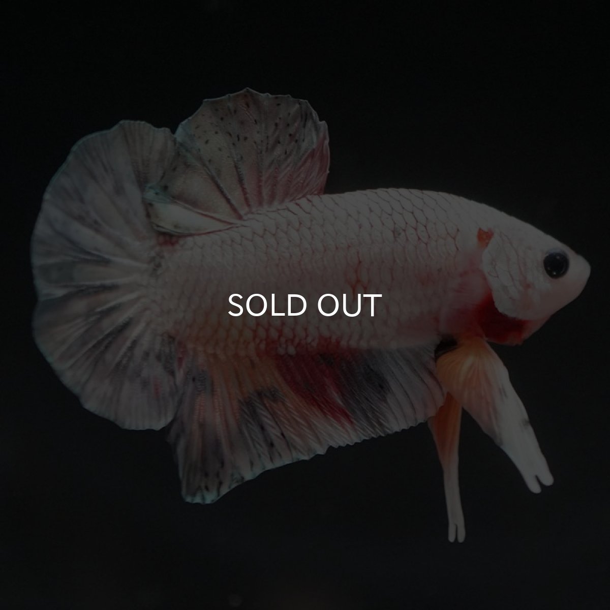 画像2: HMPK　キャンディカッパー (2)