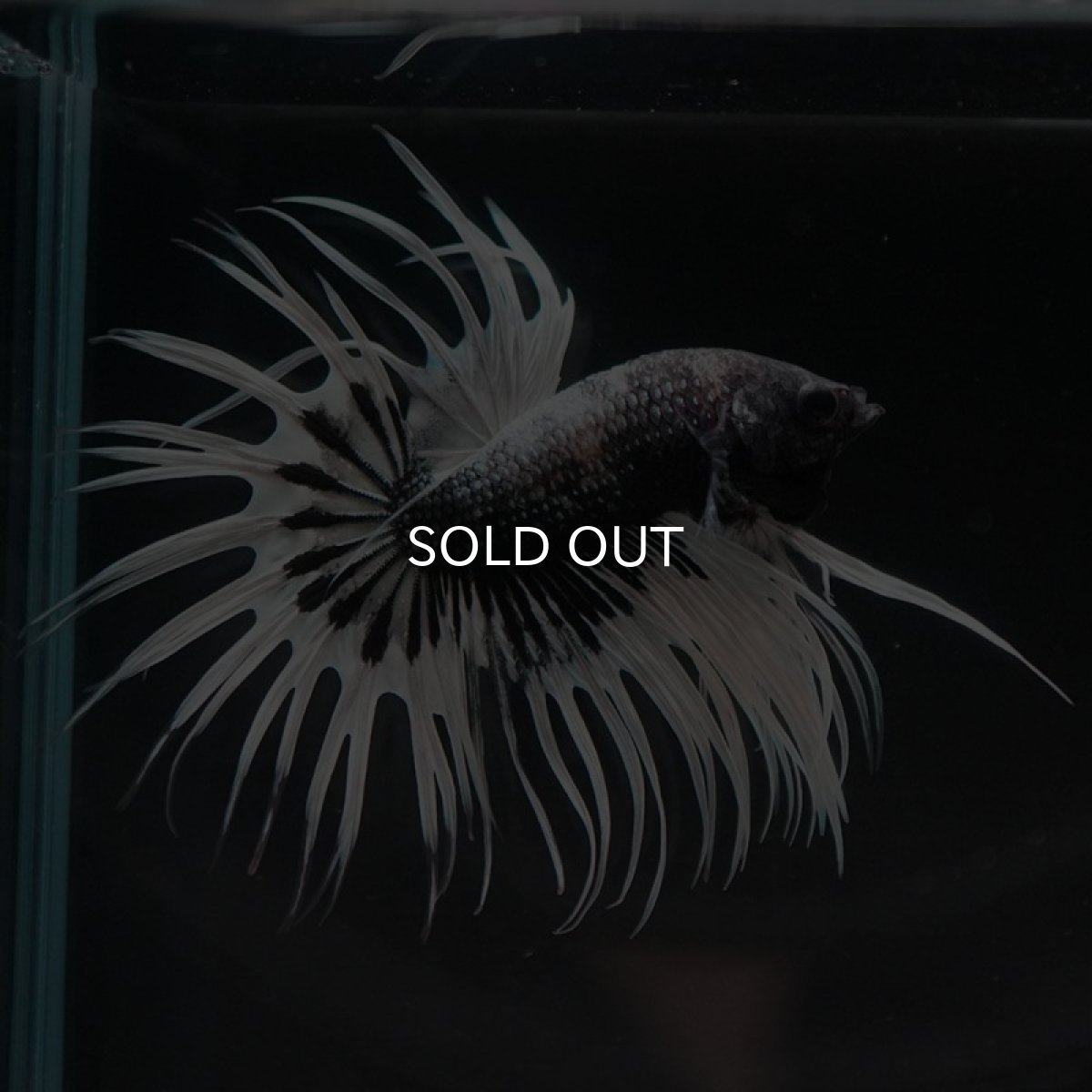 画像5: CT　ブラックカッパーバタフライ　変わり柄 (5)