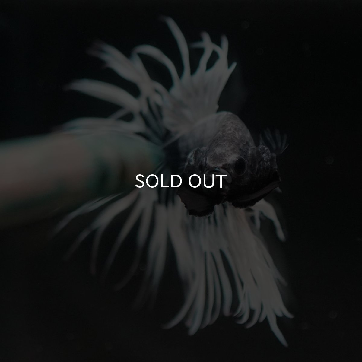 画像4: CT　ブラックカッパーバタフライ　変わり柄 (4)