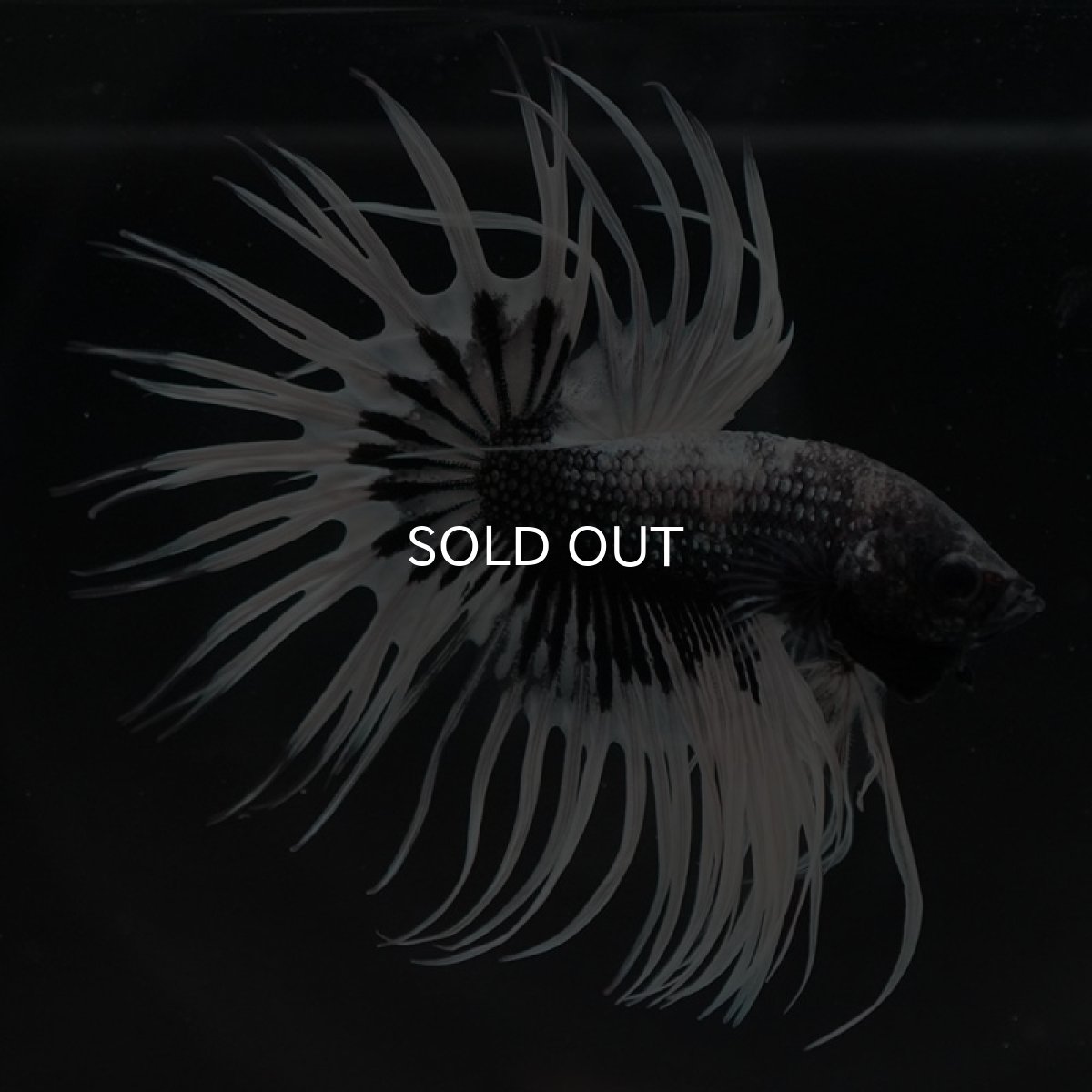 画像7: CT　ブラックカッパーバタフライ　変わり柄 (7)