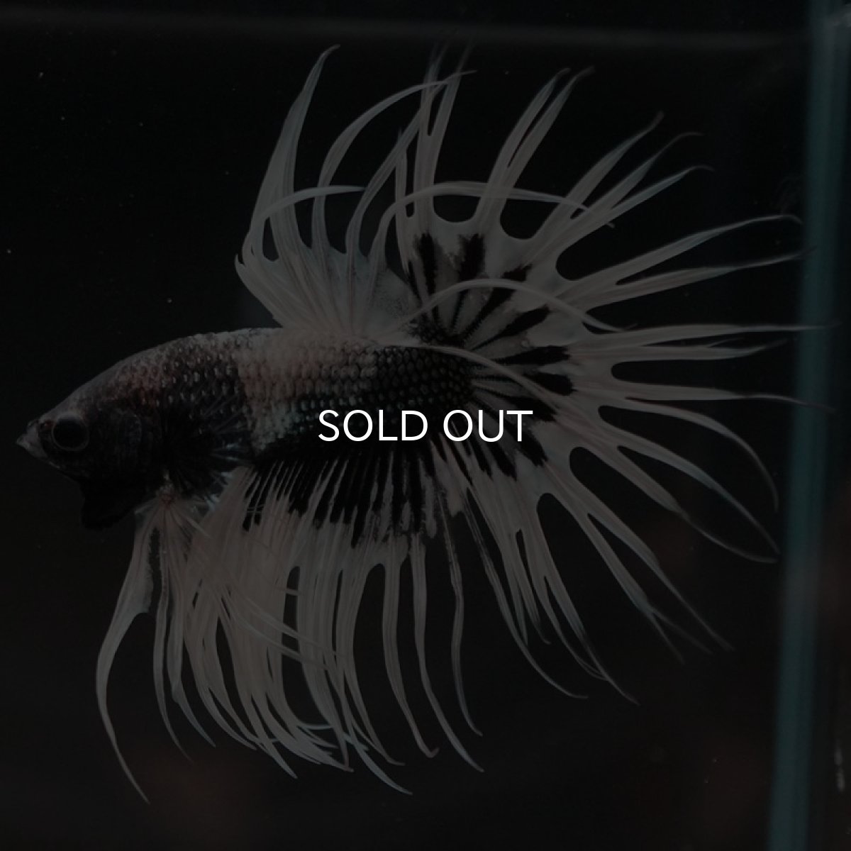 画像2: CT　ブラックカッパーバタフライ　変わり柄 (2)