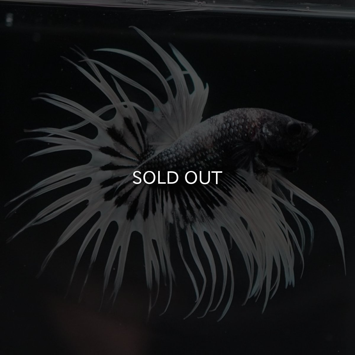 画像3: CT　ブラックカッパーバタフライ　変わり柄 (3)