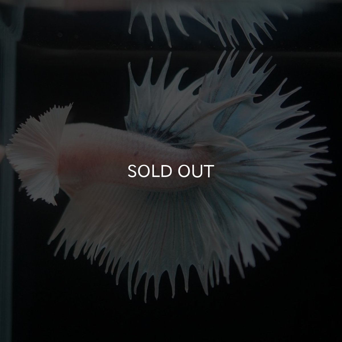 画像9: CTダンボ ホワイトファンシー (9)