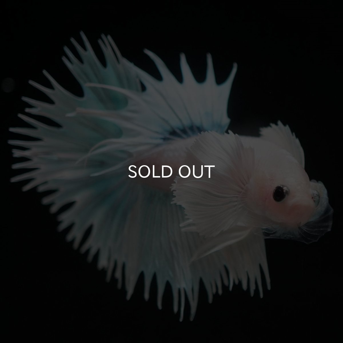 画像2: CTダンボ ホワイトファンシー (2)