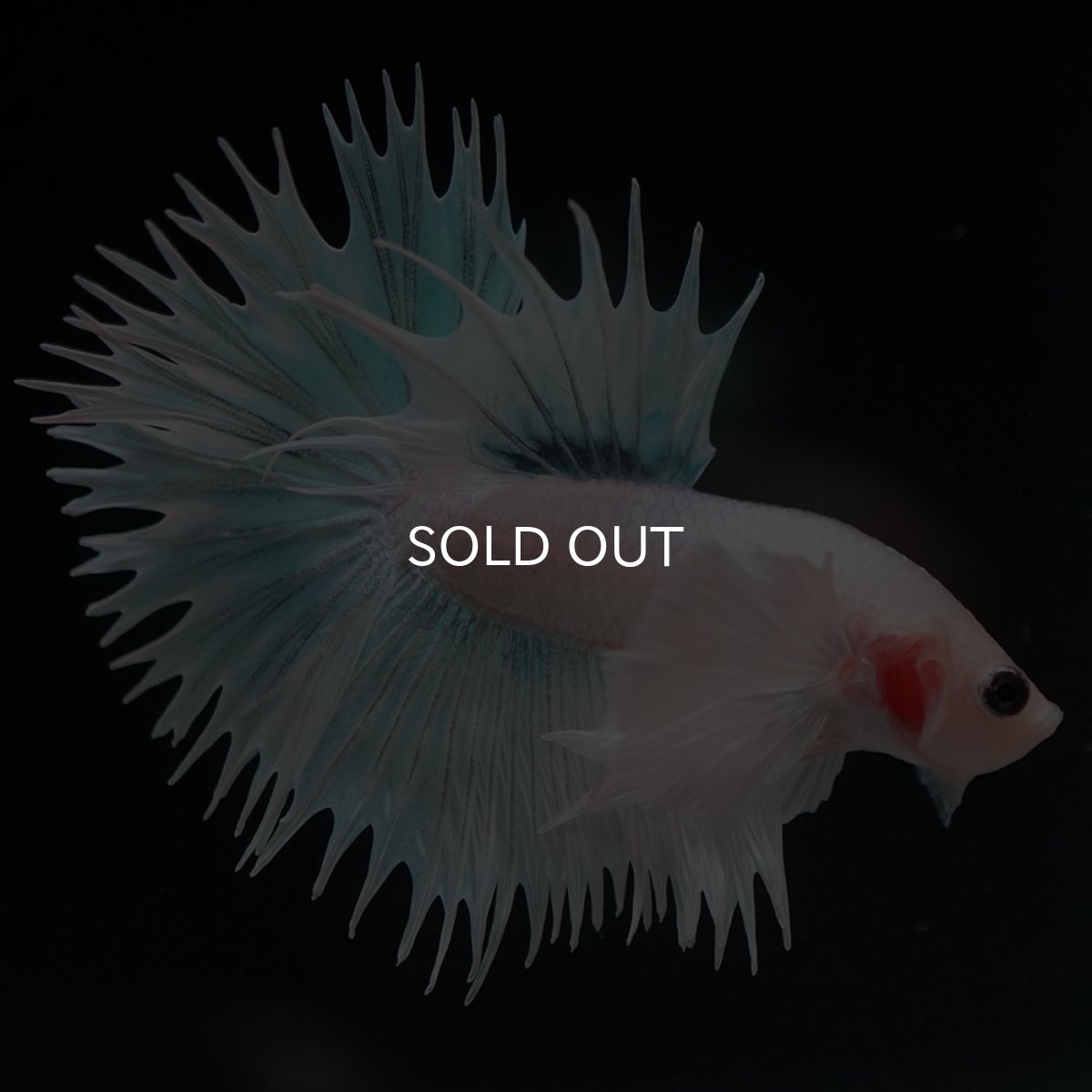 画像8: CTダンボ ホワイトファンシー (8)