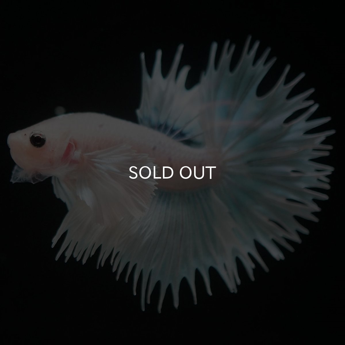 画像4: CTダンボ ホワイトファンシー (4)