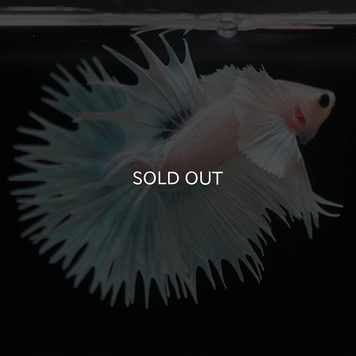 画像7: CTダンボ ホワイトファンシー (7)