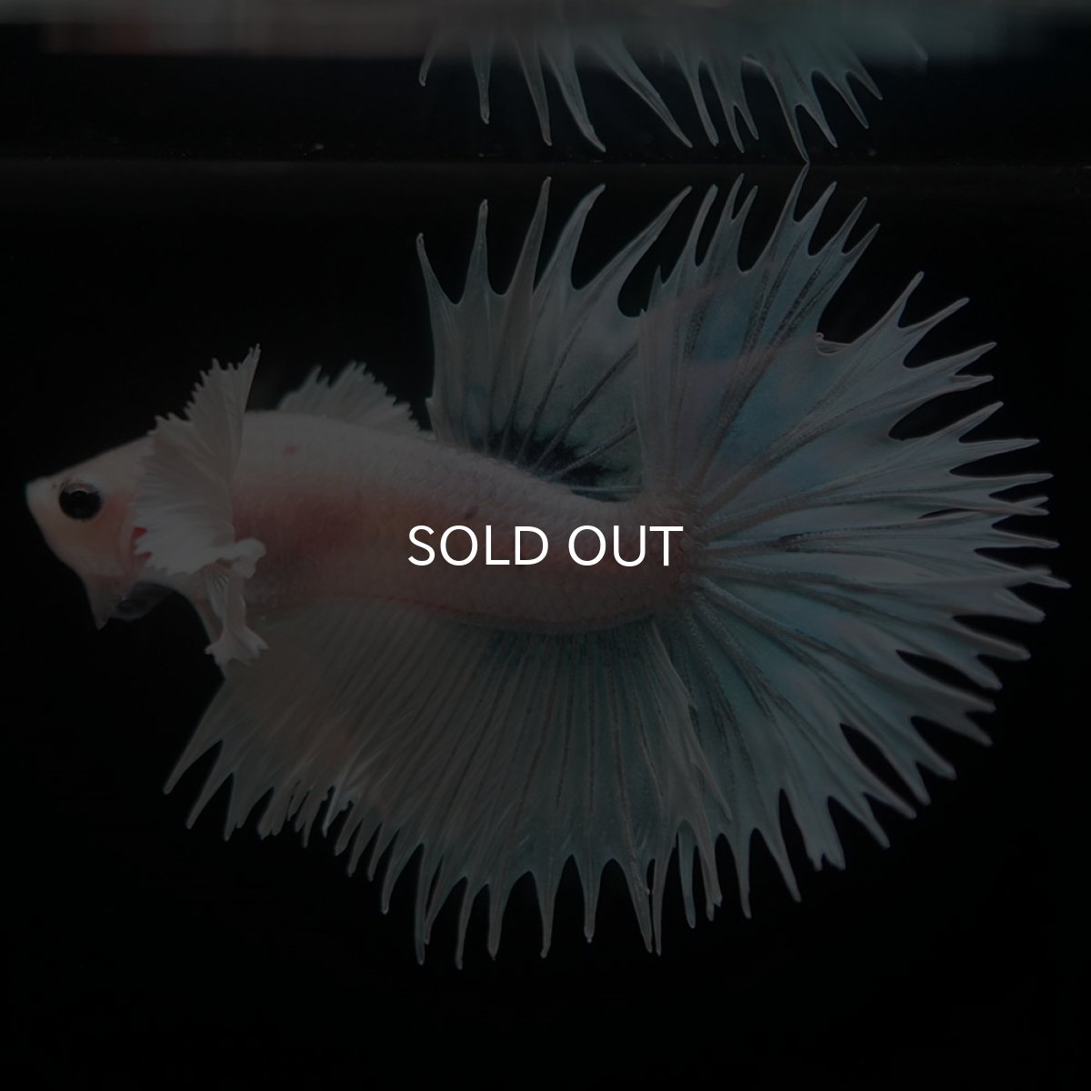 画像6: CTダンボ ホワイトファンシー (6)