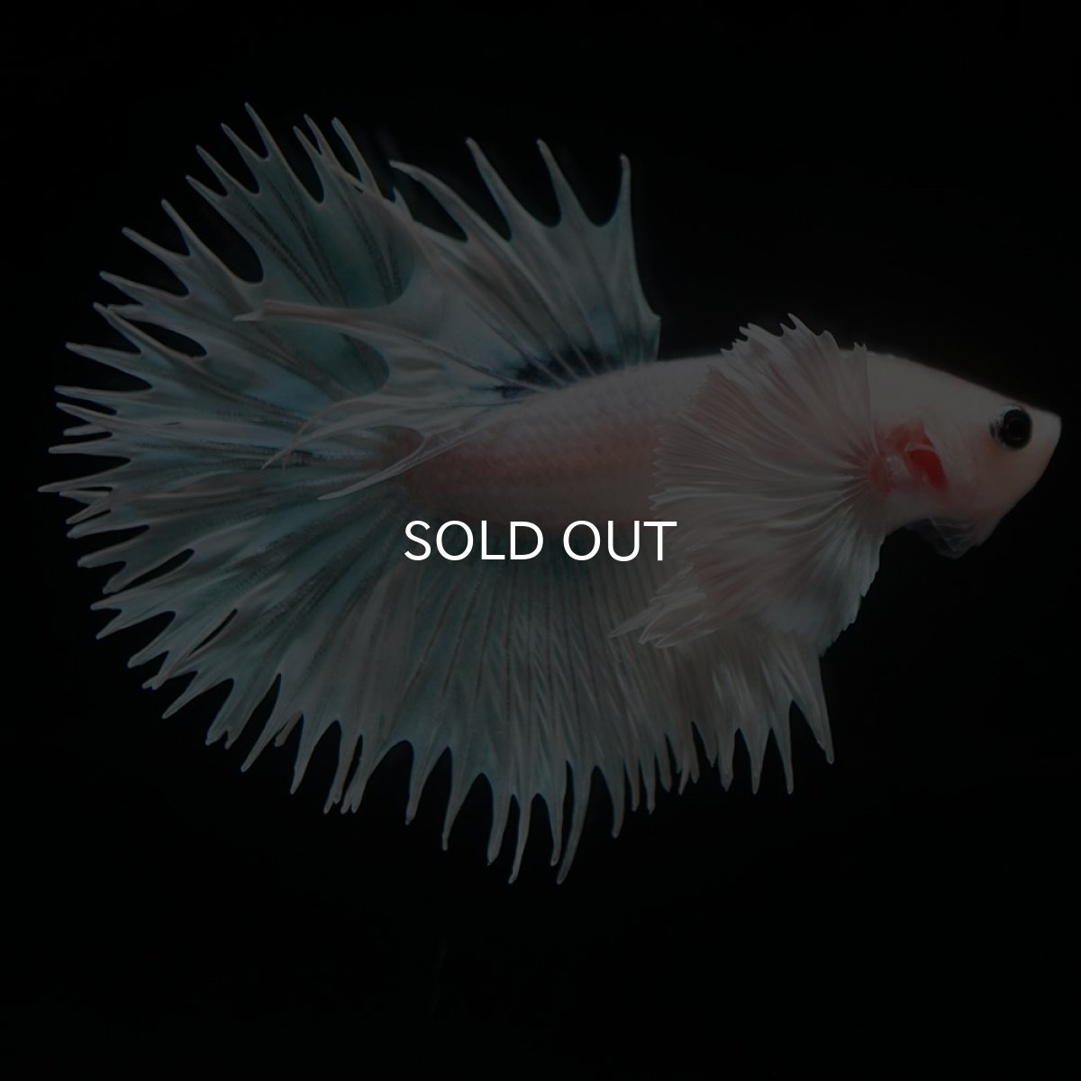 画像5: CTダンボ ホワイトファンシー (5)