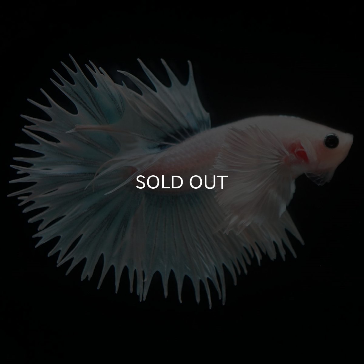 画像3: CTダンボ ホワイトファンシー (3)