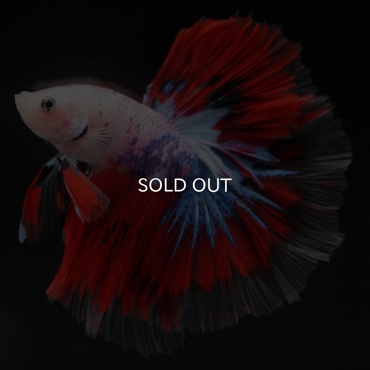 画像9: HM　ファンシー (9)